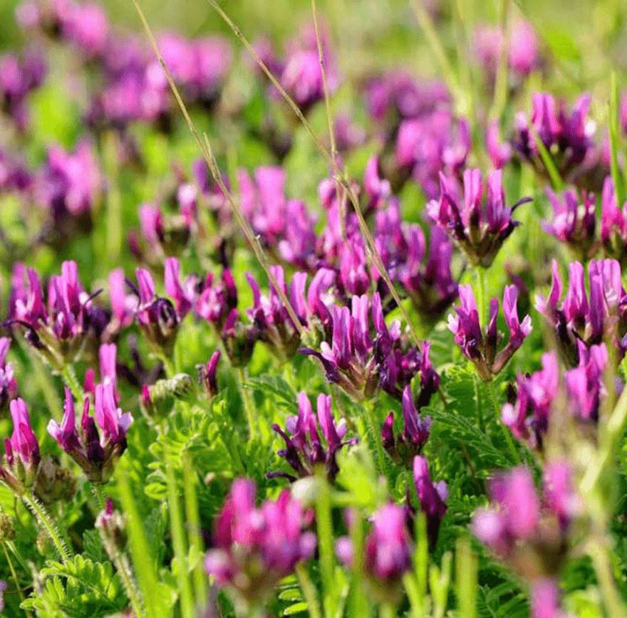 Astragalus – tinerețe fără de bătrânețe?