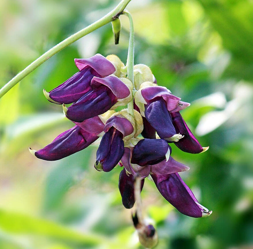 Mucuna Pruriens aflată sub lupa cercetărilor științifice