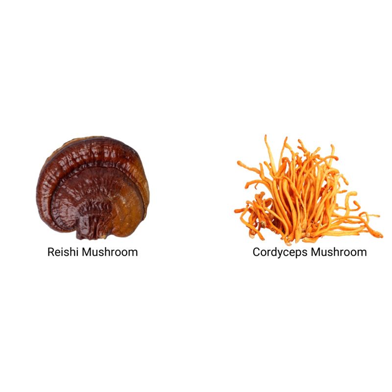 Organic Myco O2 Reishi si Cordyceps 1000 mg Pure Grade Extracts Powder (60 grame), MushroomsForLife