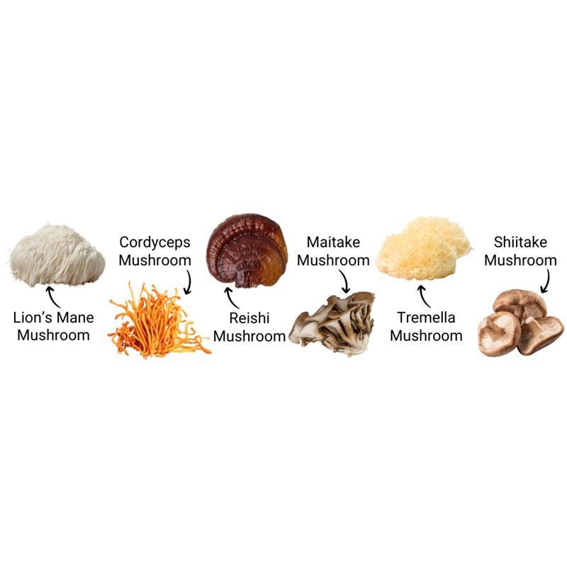 Organic Myco Synergy 6 ciuperci 1000 mg Pure Grade Extracts Powder (60 grame), MushroomsForLife