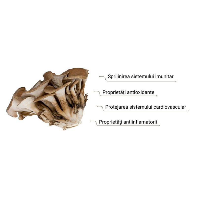 Organic Maitake Ginger Latte 1000 mg Pure Grade Extract 110 grame (20 portii), MushroomsForLife