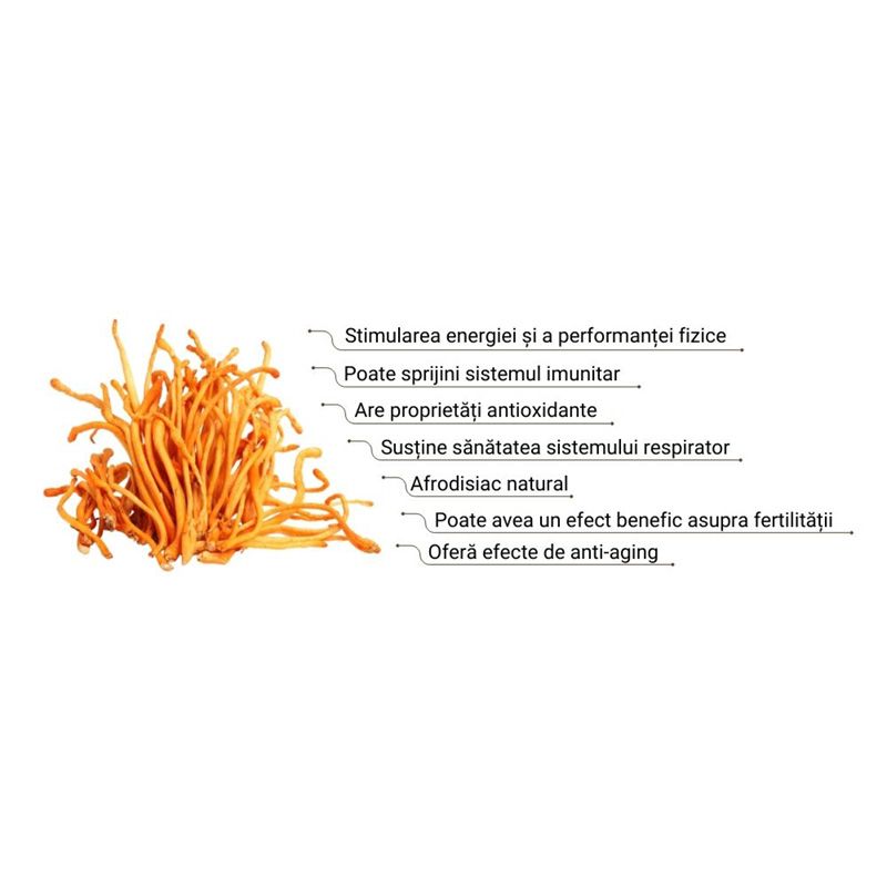 Extract organic Cordyceps 1000 mg detalii beneficii sănătate și proprietăți antioxidante.