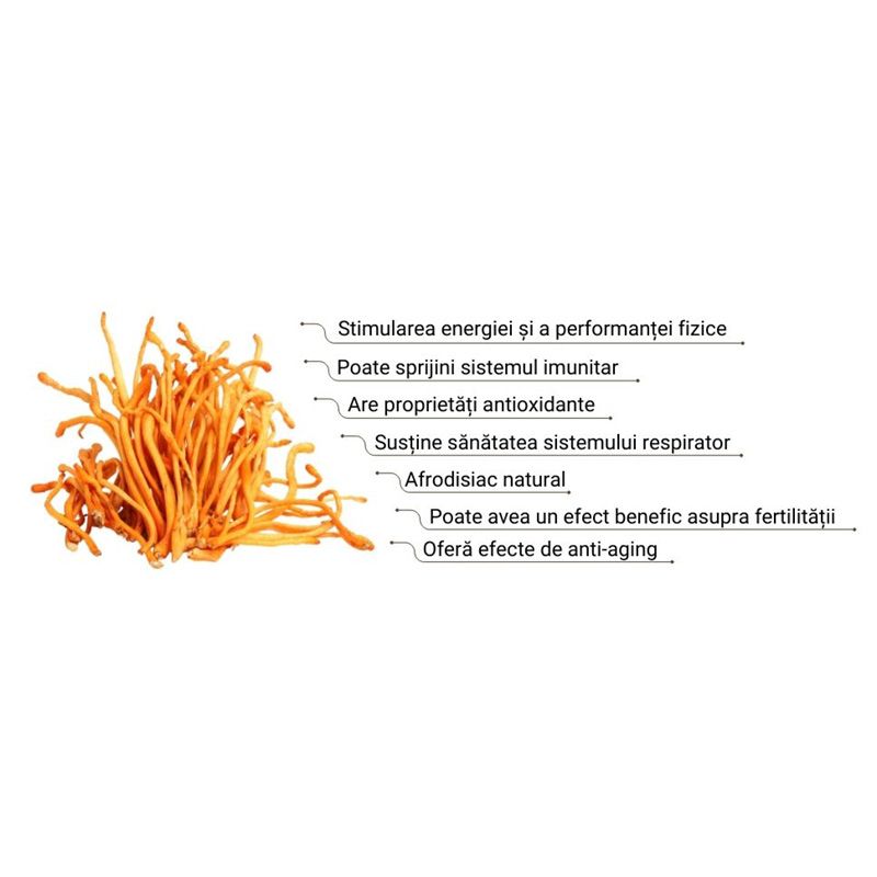 Cordyceps organic portocaliu spiralat, efecte benefice: energie, imunitate, anti-îmbătrânire, respirație, fertilitate.