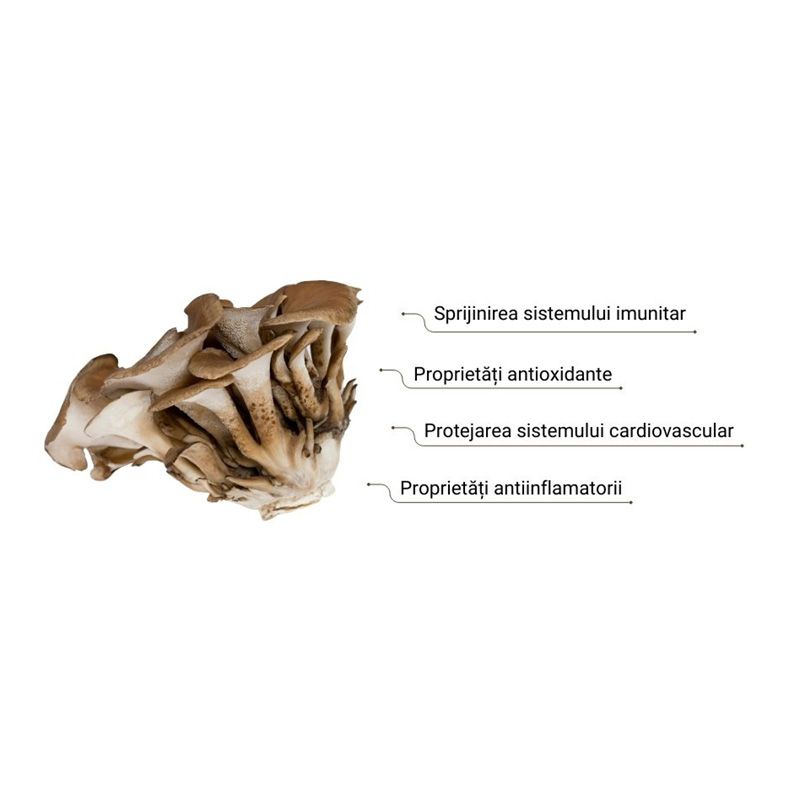 Extract pudră Maitake organic, detalii proprietăți sănătate, culoare bej-maro.
