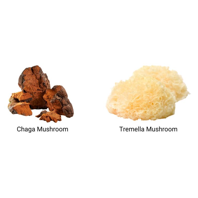 Chaga maro și Tremella albă, ciuperci pentru extract organic 1000 mg Pure Grade, MushroomsForLife.