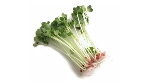 Lăstari proaspeți de lucernă bio, verzi, cu rădăcini albe, prezentare laterală, detalii naturale și sănătoase.