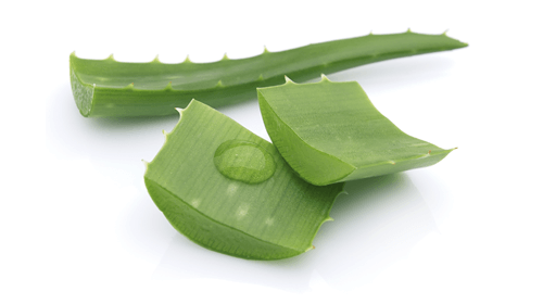 Frunze de aloe vera proaspăt tăiate, verde vibrant, cu gel vizibil pe suprafață.