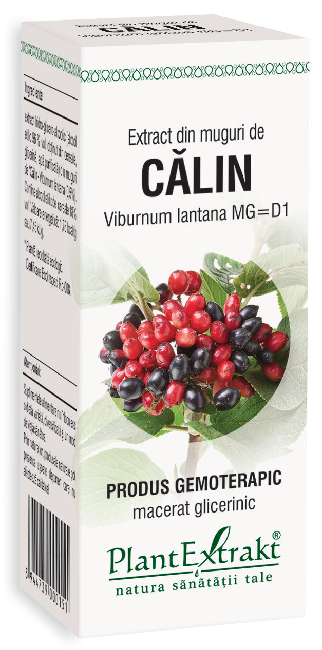 Extract din muguri de călin, 50 ml, plantextrakt