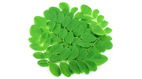 Frunze verzi de moringa aranjate pe fundal alb, ilustrând puritatea și prospețimea produsului bio.