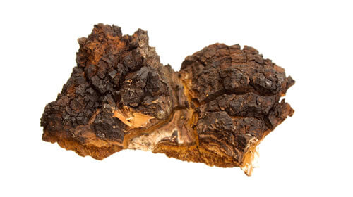 Chaga pudra, bio, 125g, crud si sanatos
