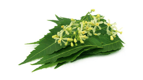 Neem pudra, 125g, crud si sanatos