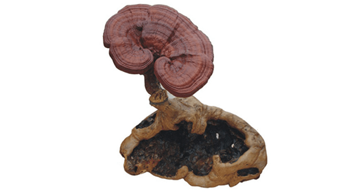 Reishi pudra, bio, 60g, crud si sanatos