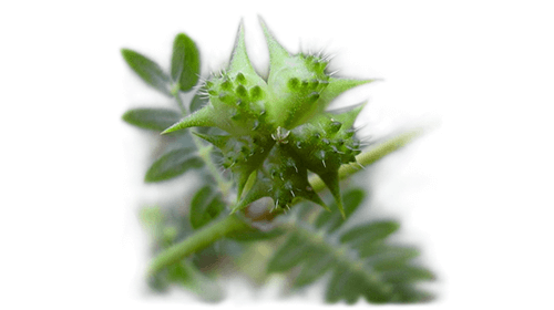 Plan apropiat de Tribulus terrestris verde, cu frunze ascuțite, detalii naturale.