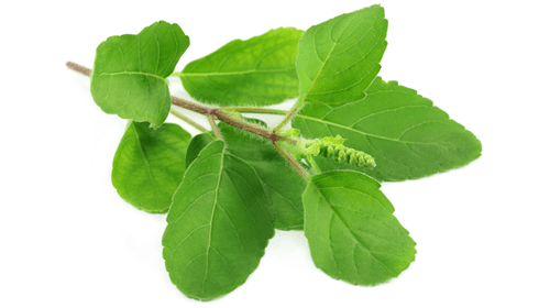 Frunze verzi de Tulsi proaspete, detalii textură și structură vegetală.