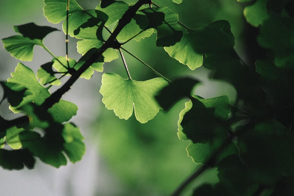 Ginkgo biloba: ce este, ce proprietăți are, ce beneficii aduce organismului + cum poți să îl consumi