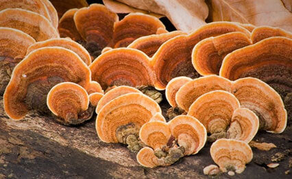 Reishi sau “medicamentul regilor”