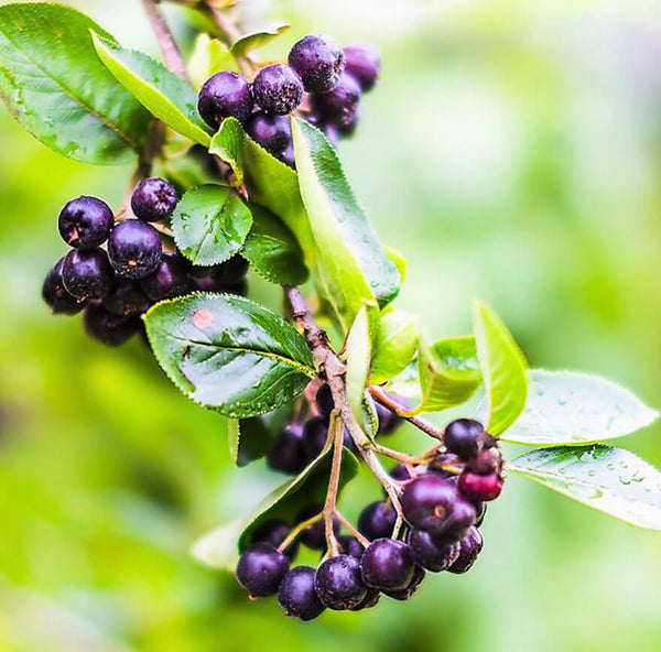 Aronia – un alt superaliment cu calități antioxidante excepționale