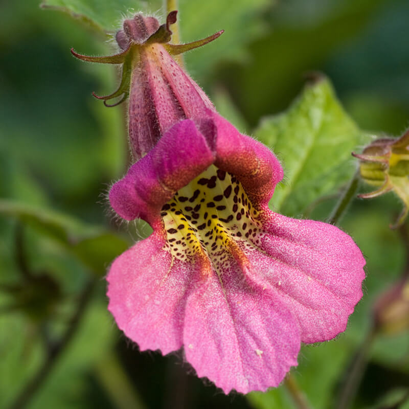 Rehmannia glutinosa - printre cele 50 de plante fundamentale ale medicinei tradiționale chineze