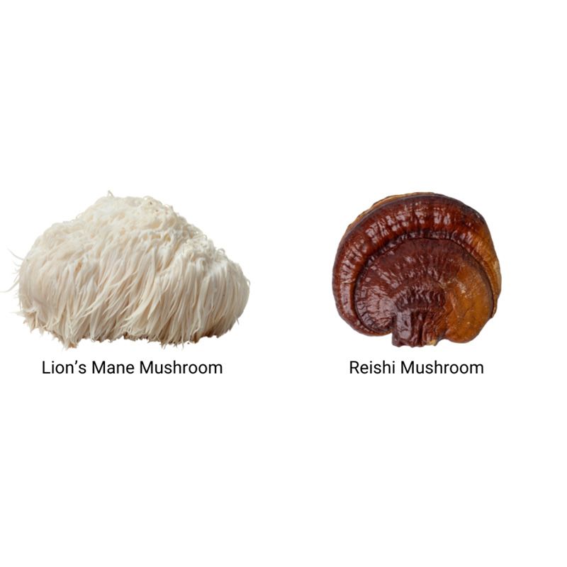 Ciuperci organice Lions Mane și Reishi, textură distinctă, culori alb și maro, MushroomsForLife.