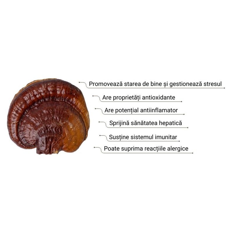 Reishi maro cu beneficii pentru stres, antioxidante, antiinflamatorii, sănătate hepatică și imunitate.