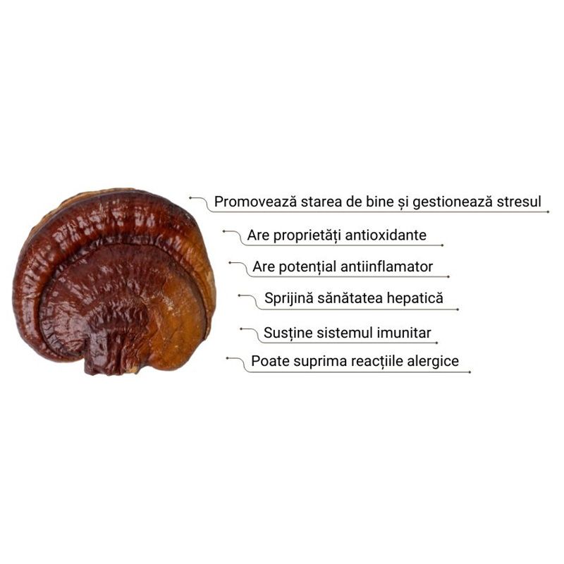 Ciupercă Reishi maro cu beneficii sănătate scrise lateral, antioxidanți, antiinflamator, susține imunitatea.