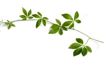 Gynostemma plantă verde, frunze subțiri, textura fină, frunza principală în formă de stea.