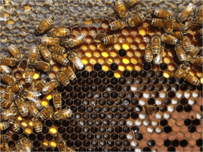 Pastura, 175g, apiarium 2