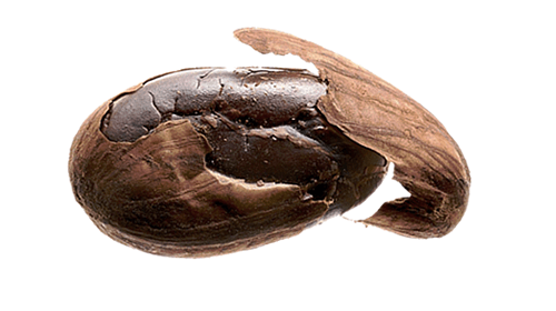 Cacao criollo boabe intregi, bio, 250g, crud si sanatos 2