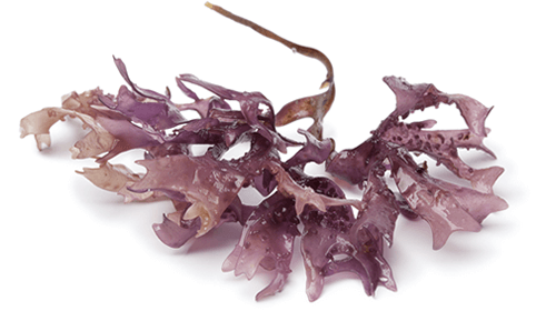 Irish moss alge deshidratate, bio, 60g, crud si sanatos