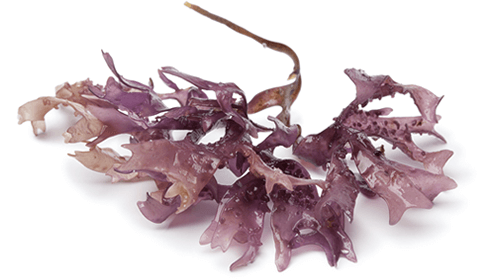 Irish moss alge deshidratate, bio, 60g, crud si sanatos 2